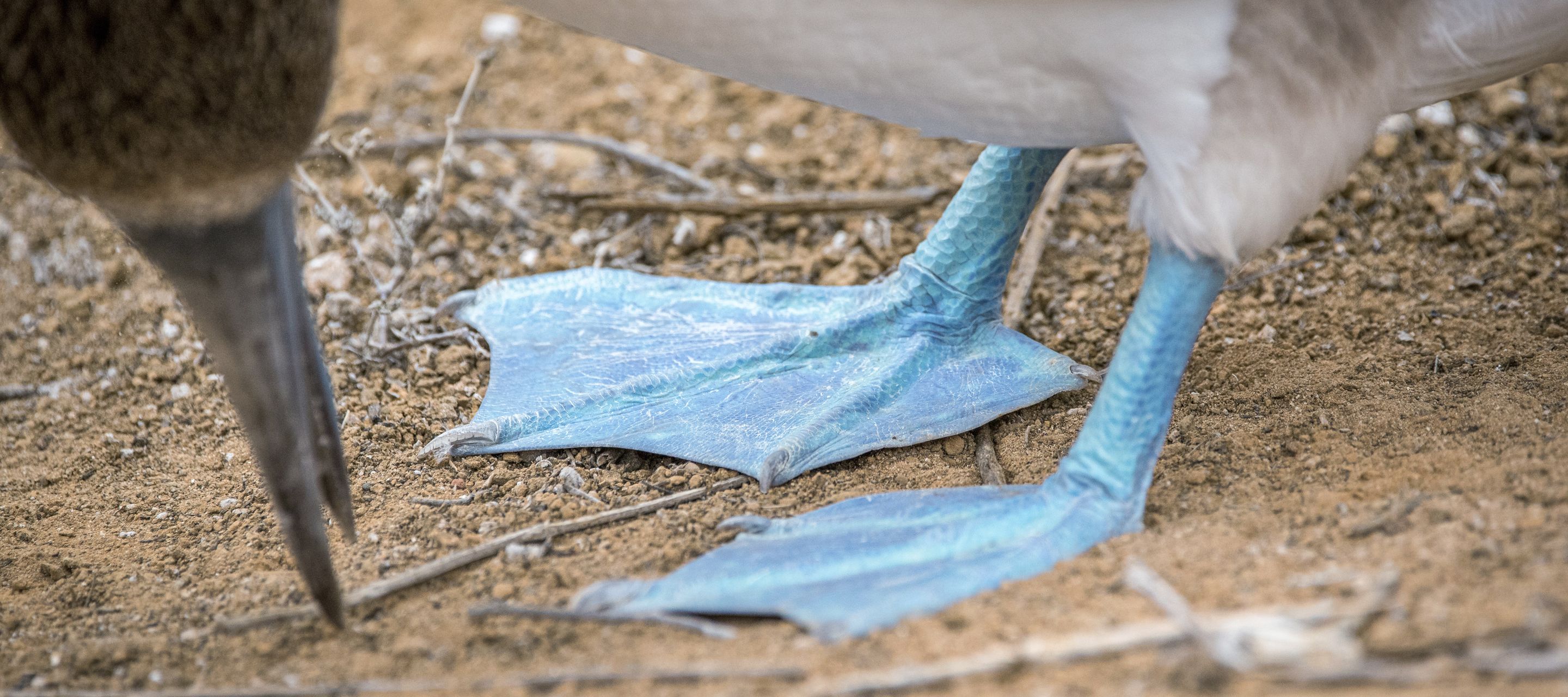 Wem gehören denn diese blauen Füsse?