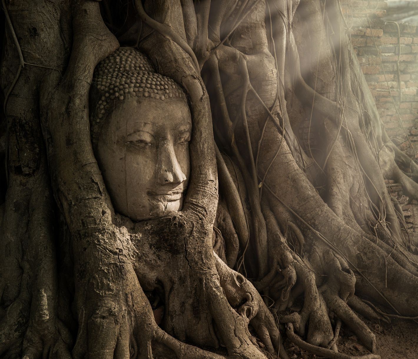 Der Buddhakopf des Wat Mahathat ist eines der meistfotografierten Sujets.