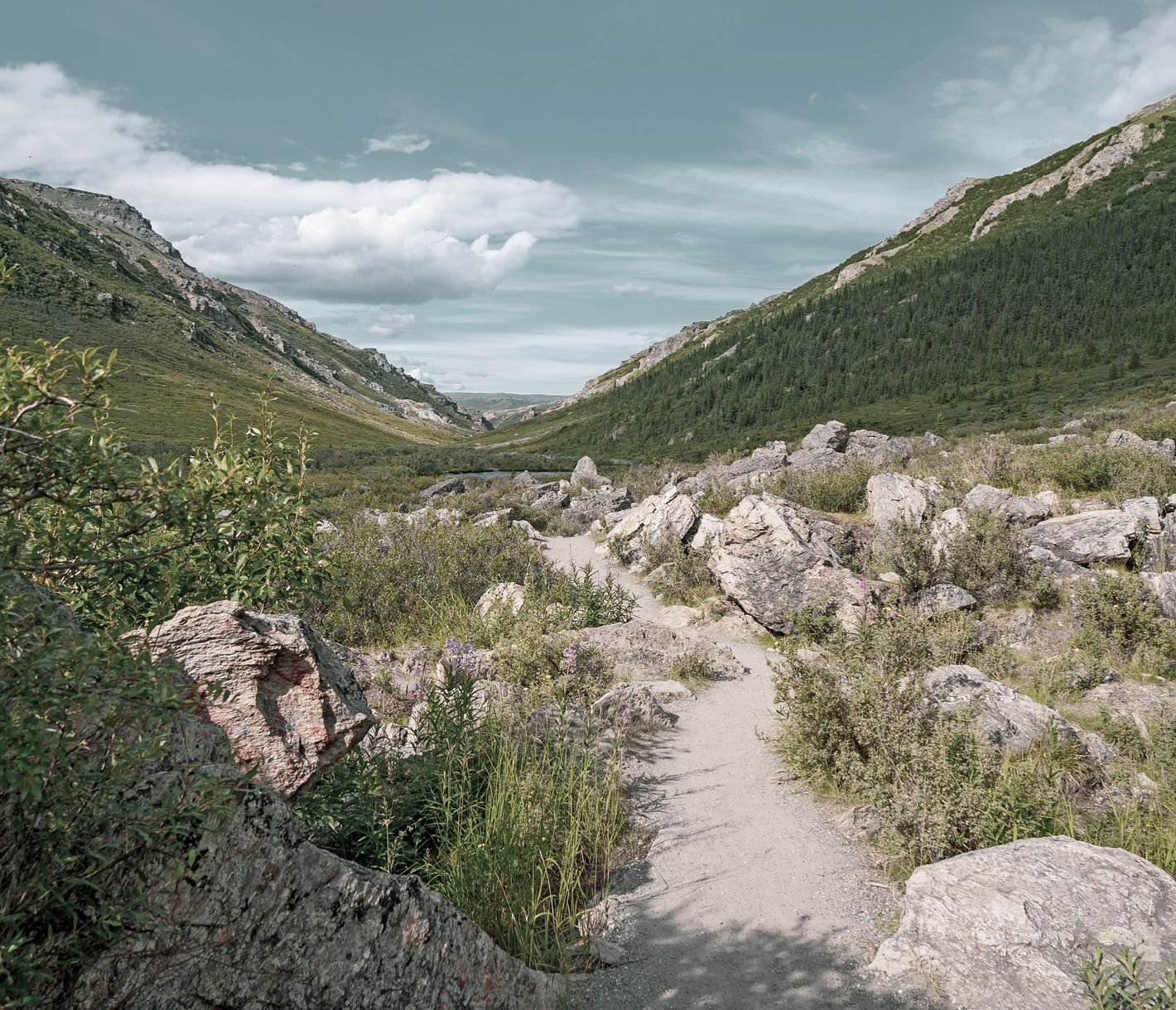 Denali National Park Savage River