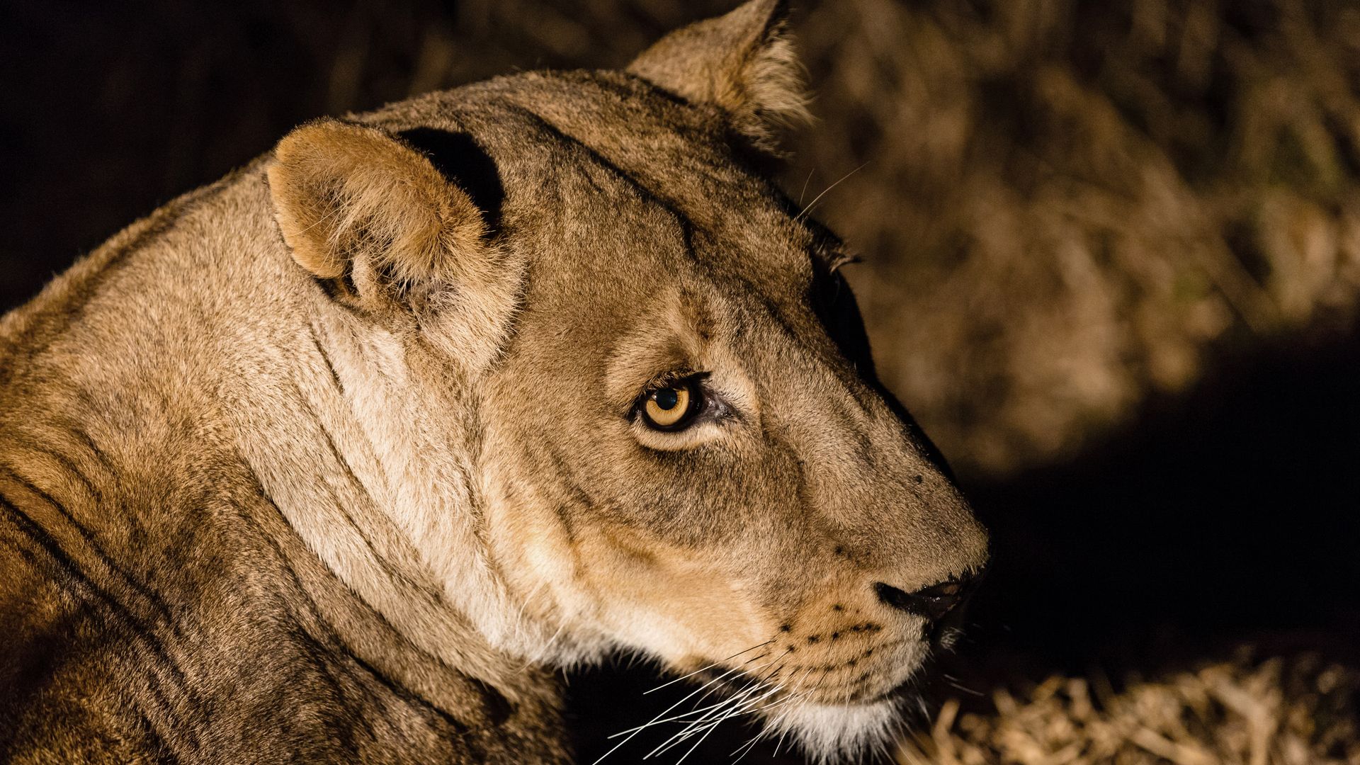 Gros plan sur une lionne au crépuscule