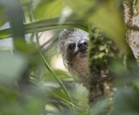 Le plus adorable sourire du monde animal