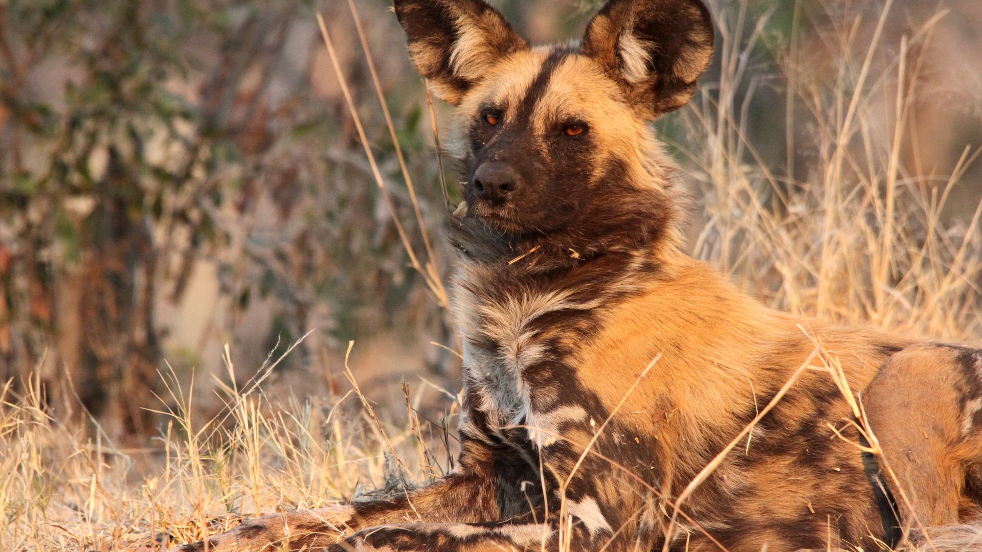 Un lycaon tend l’oreille.