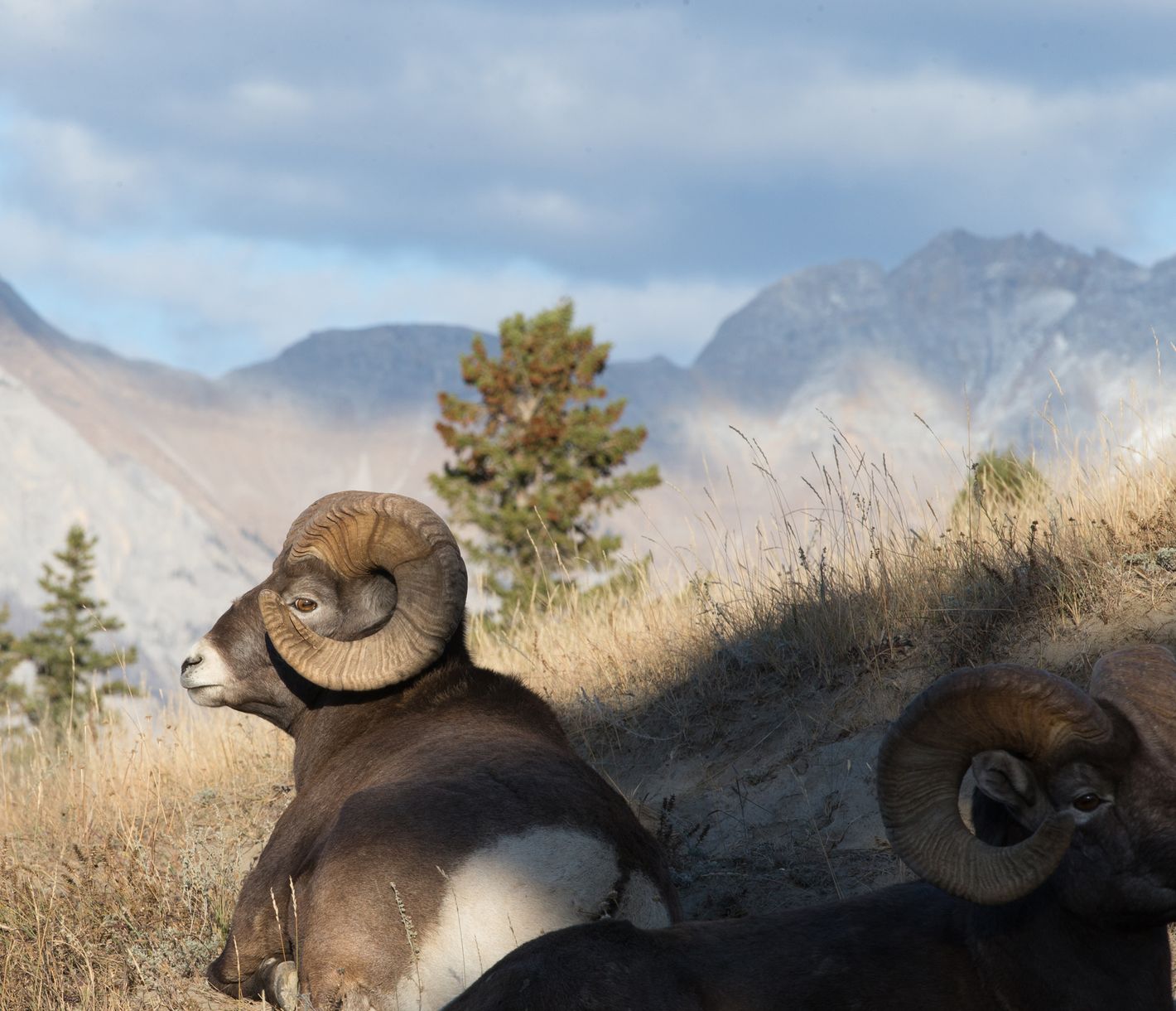 Die Heimat der Dickhornschafe