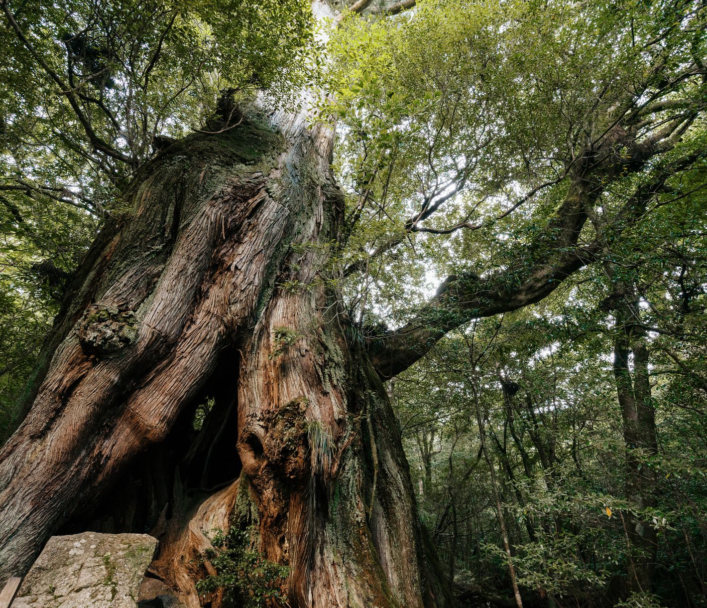 Alte Zedern auf Yakushima