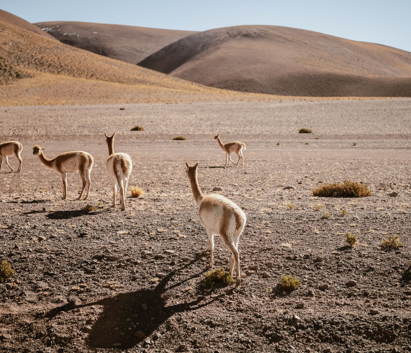 Vicuñas leben auf bis zu 5.000 m Höhe in den Anden Südamerikas