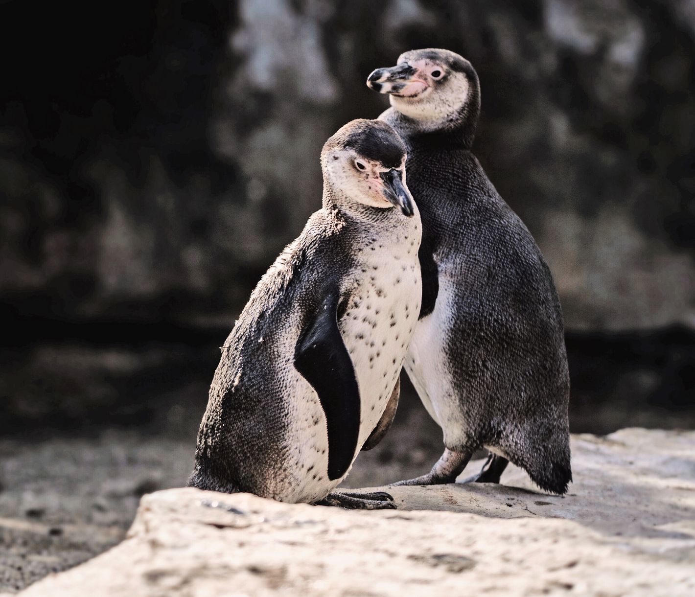 Unglaubliche Tierwelt