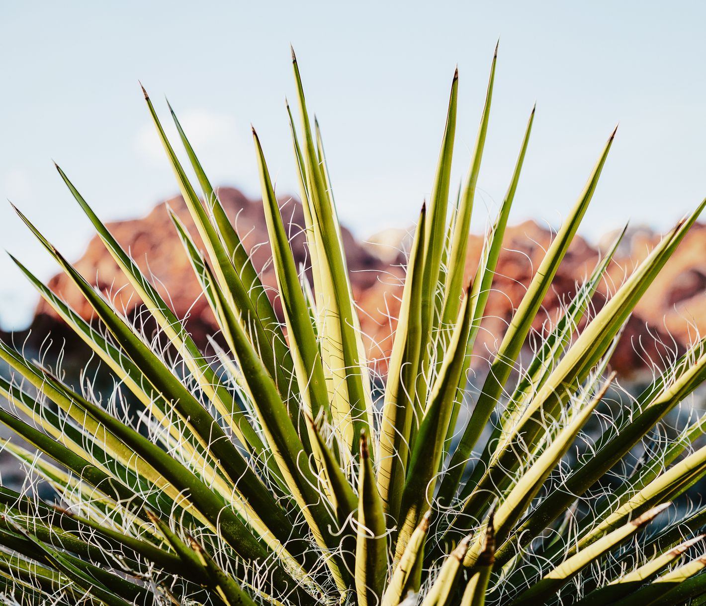 Einheimische Pflanzenwelt inmitten der Wüste von Nevada.