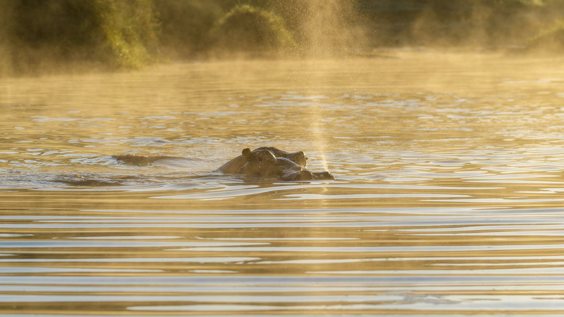 Hippopotame dans la rivière Olare-Orok au Masaï Mara