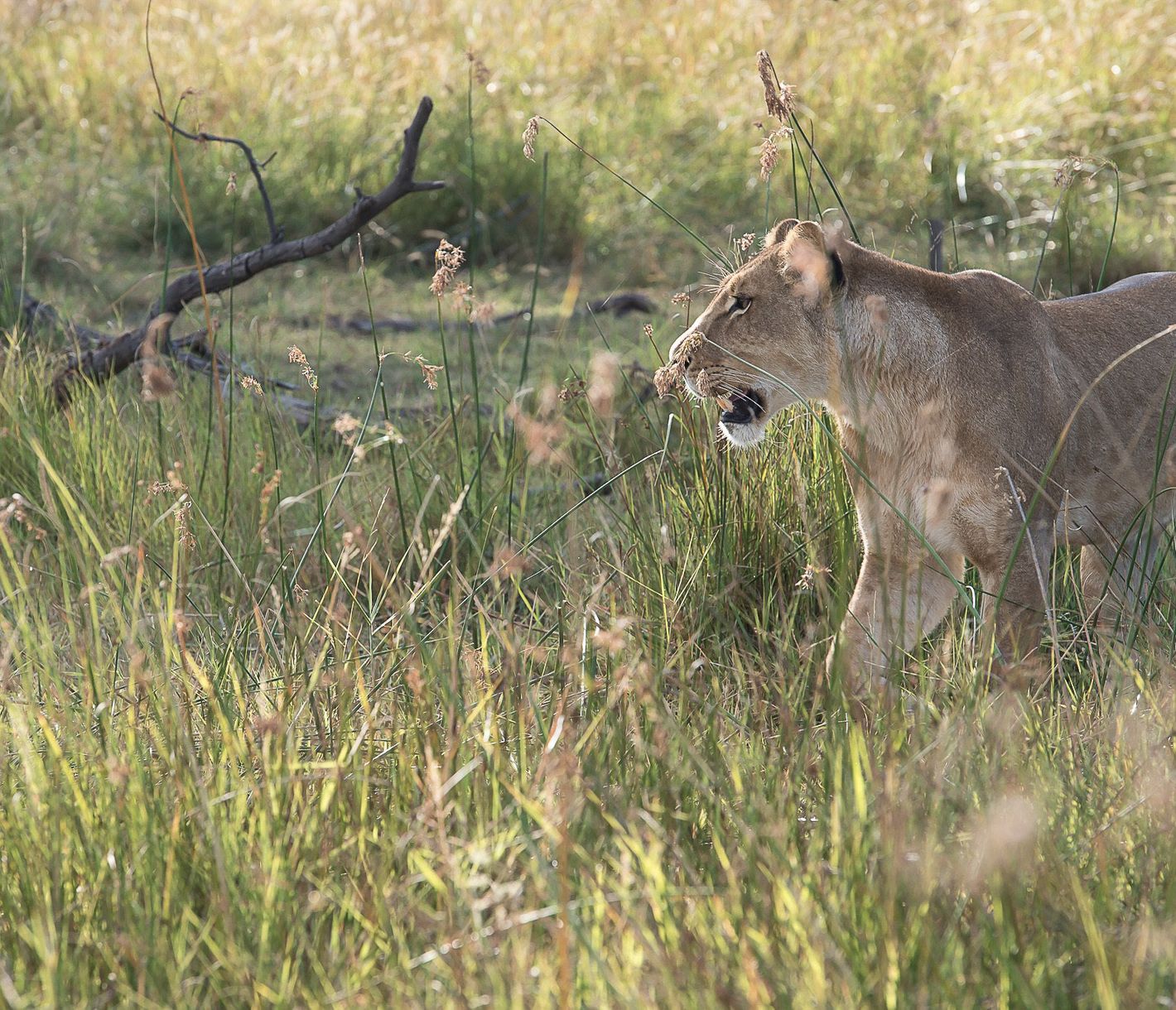 Löwendame im hohen Gras im Moremi Game Reserve