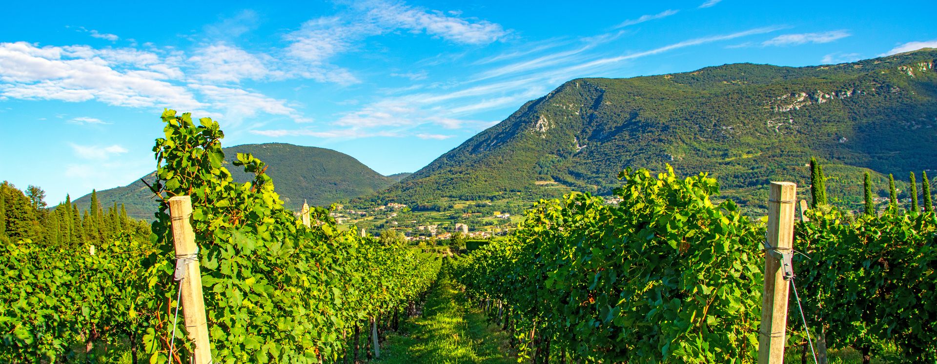 Weinberge bei Bardolino