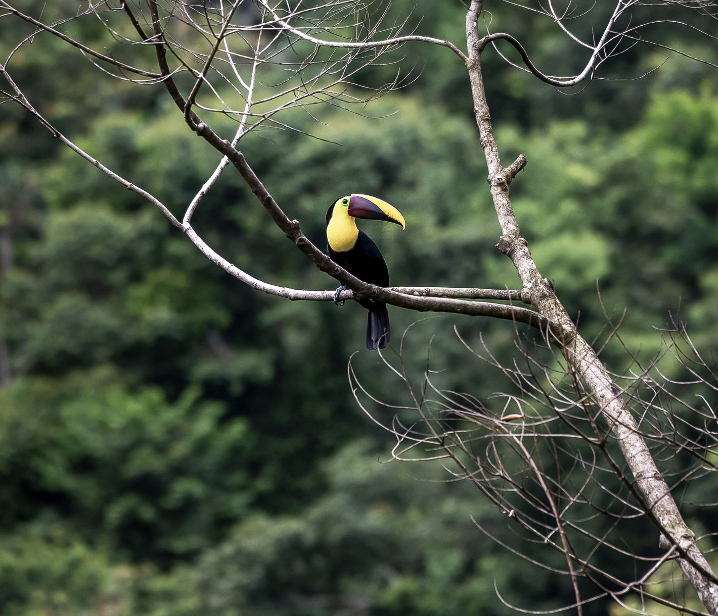 Costa Ricas unglaubliche Vogelwelt