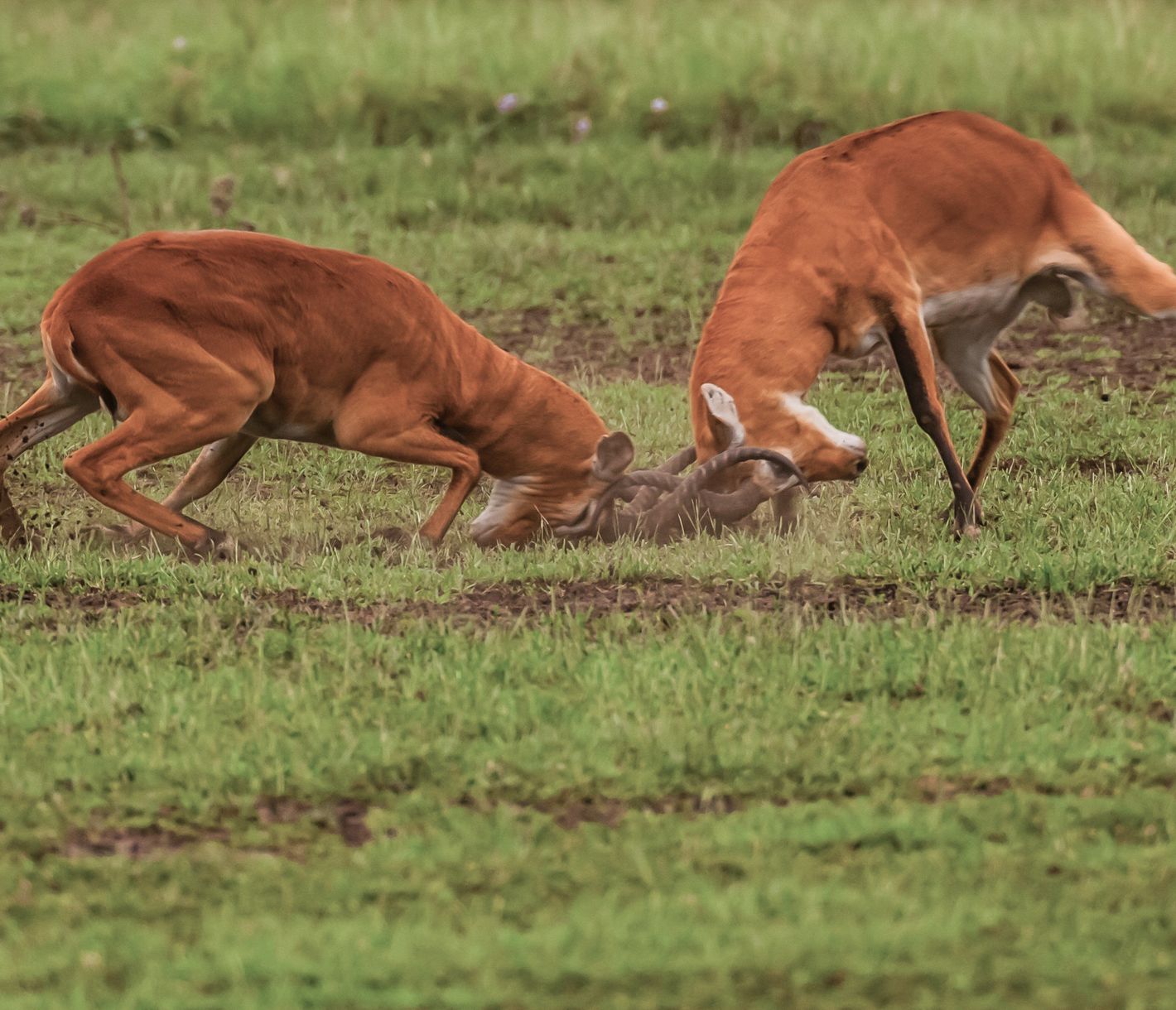 Revierkämpfe von Uganda-Grasantilopen im Queen-Elizabeth-Nationalpark