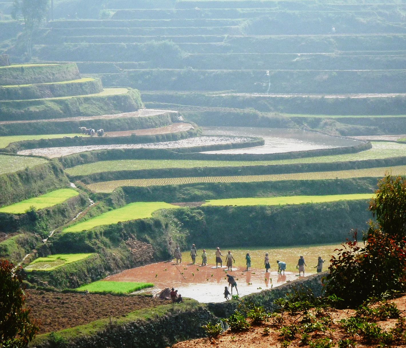 Im Hochland allerseits gegenwärtige Reisterrassen-Felder