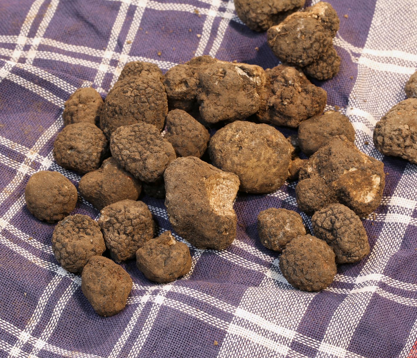 Der goldene Pilz aus der Toskana