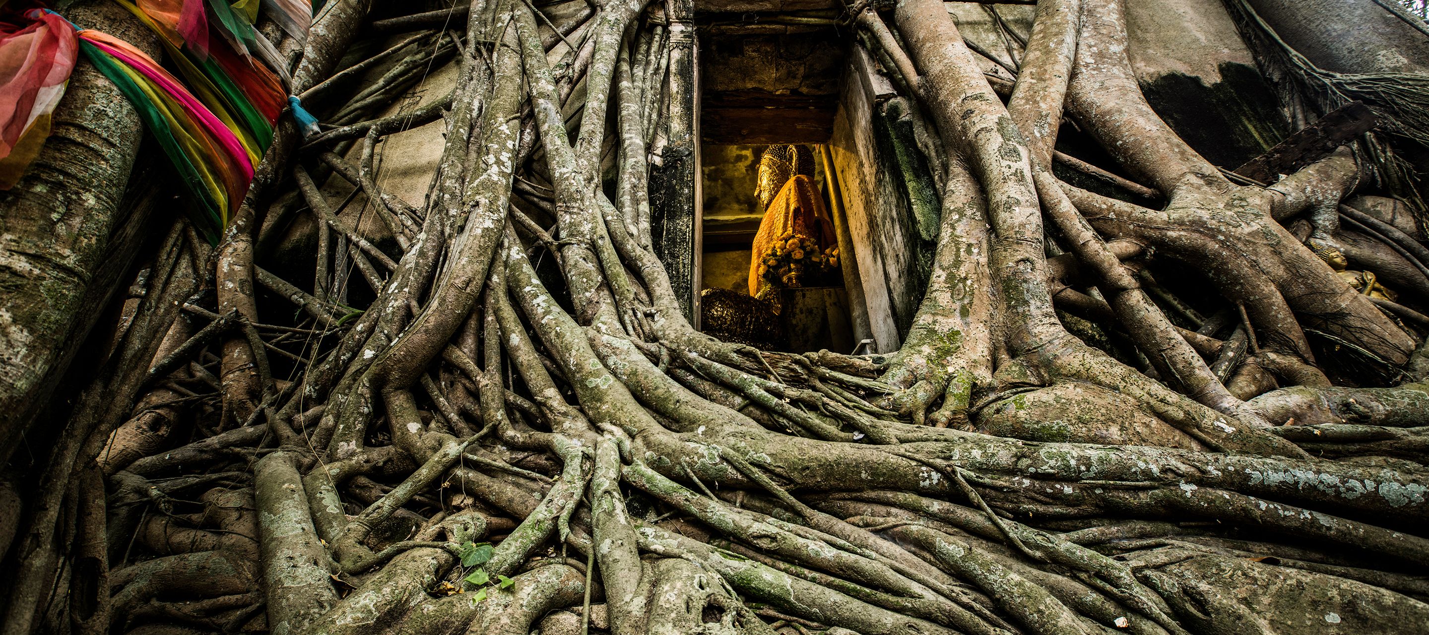 Der Tempel Wat Bang Kung wird von einem Banyanbaum umschlungen.