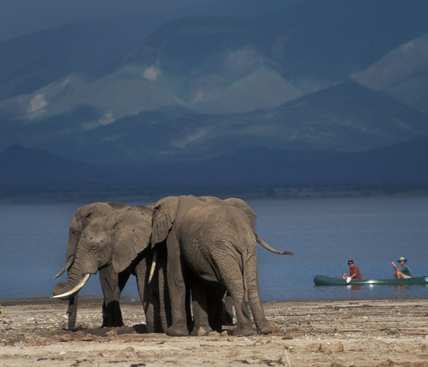 Safari mal anders – vom Kanu aus die Tiere am Ufer beobachten