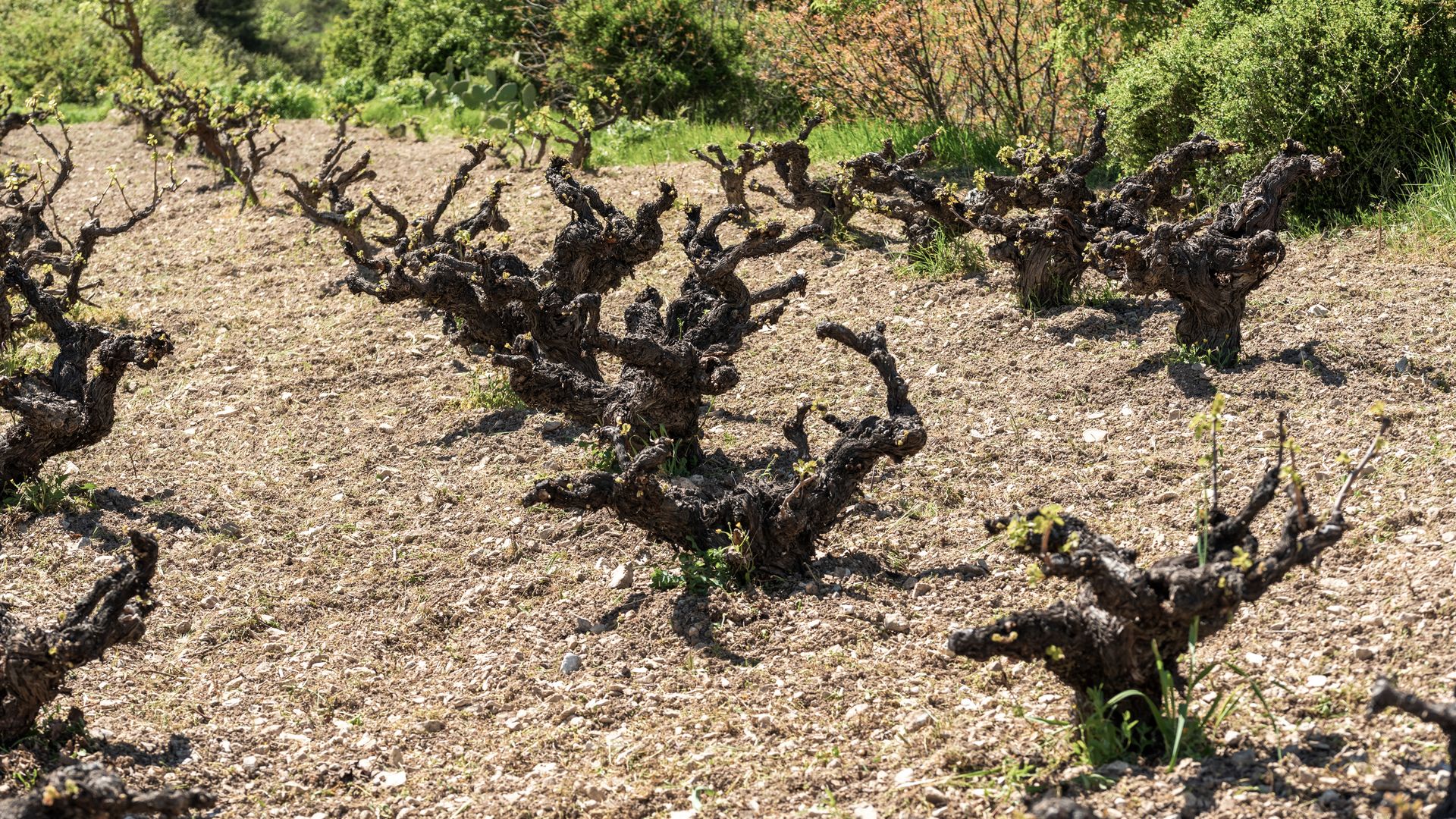 Jeunes ceps de vigne