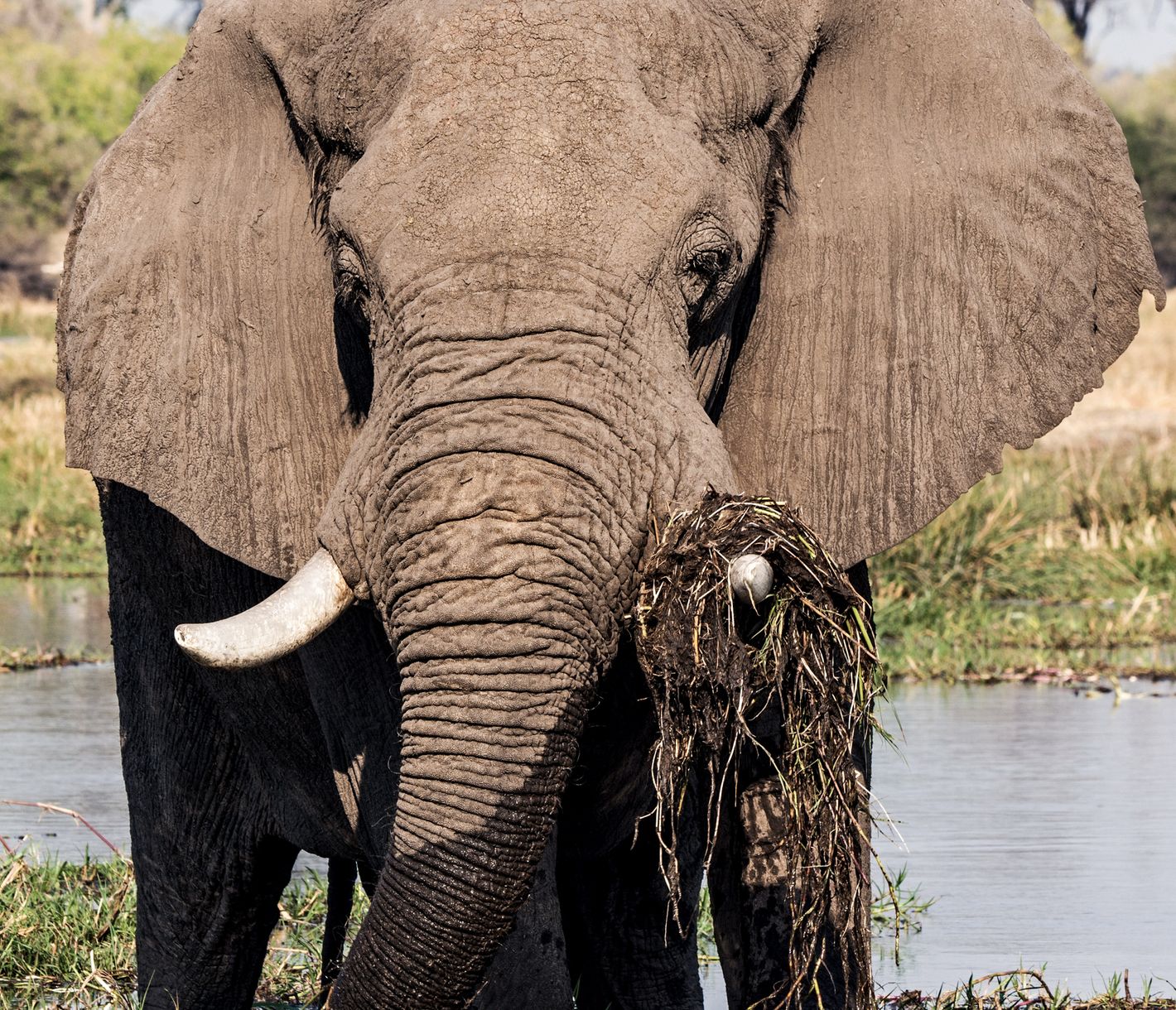 Un éléphant debout dans la rivière Khwai avec des plantes aquatiques sur la défense