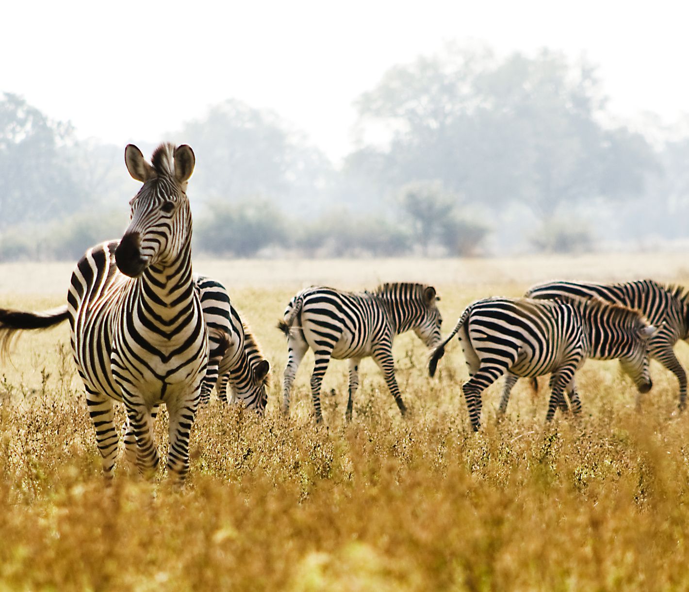 Zebra bewacht die Herde