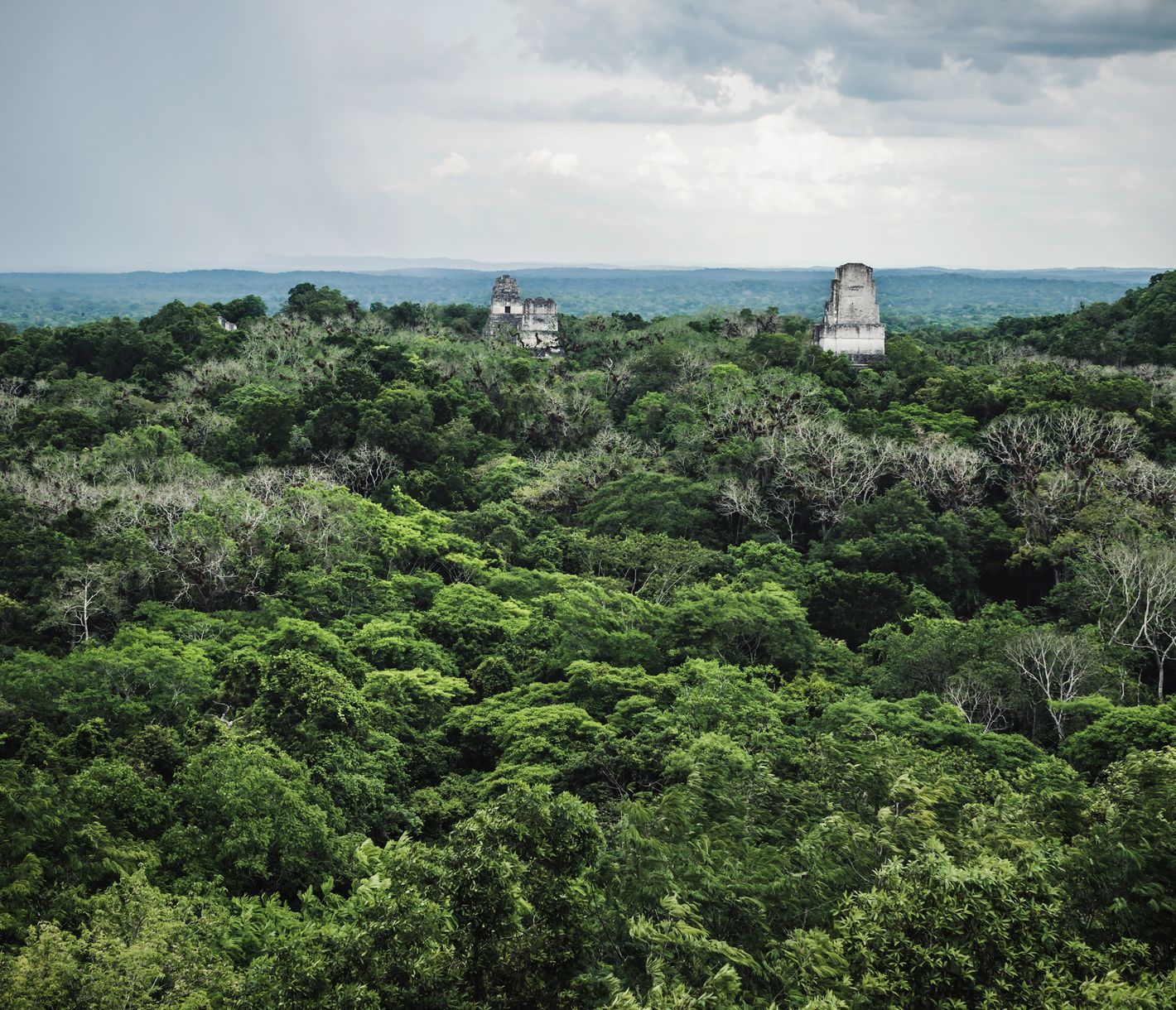 Tikal – wenn der Dschungel unter Ihren Füssen erwacht.