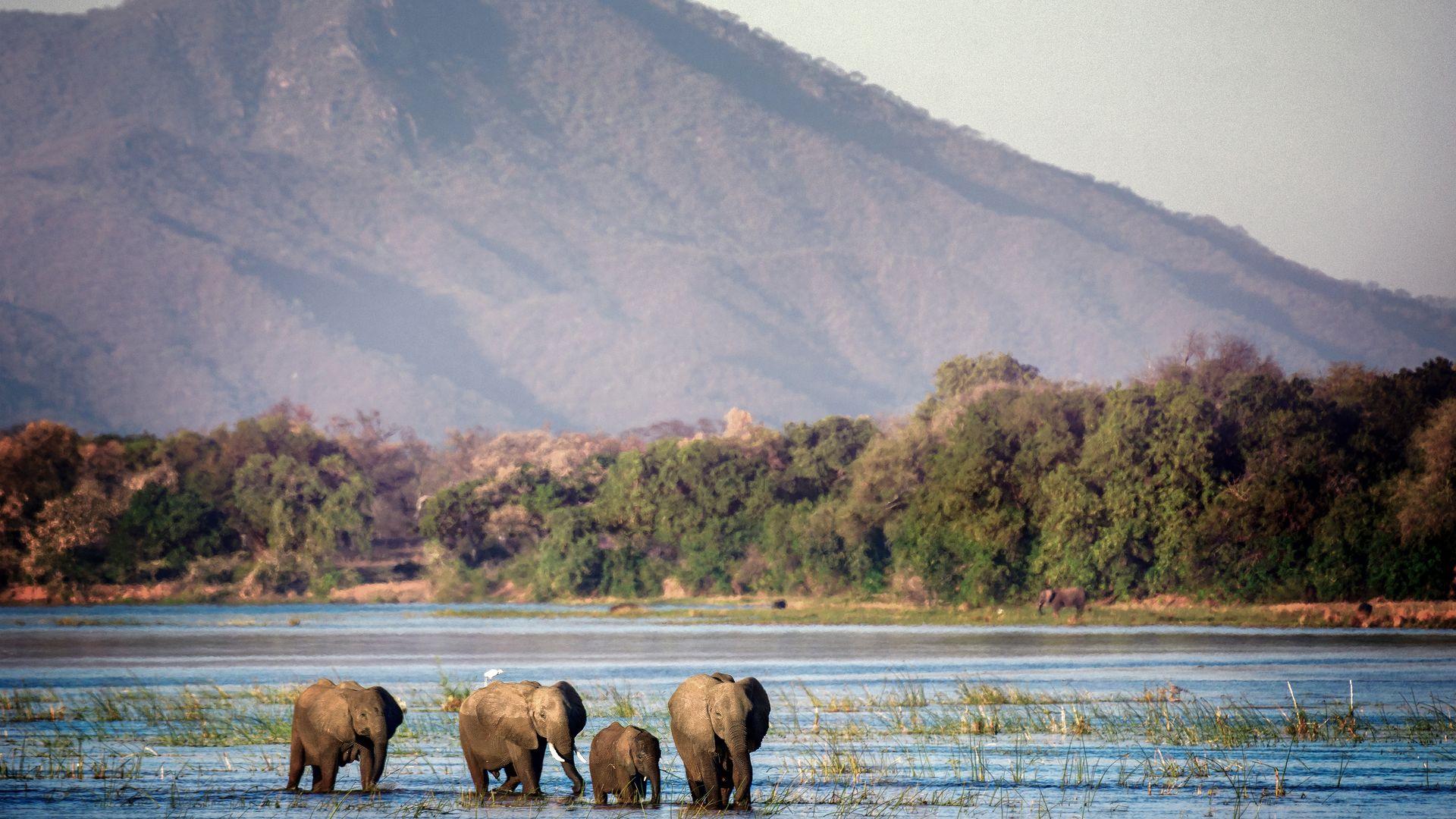 Le parc de Mana Pools est l'une des régions les plus riches en faune sauvage du Zimbabwe !