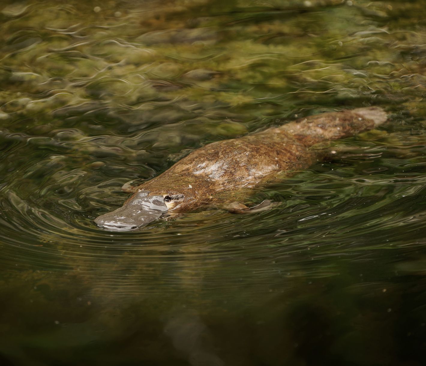 Platypus