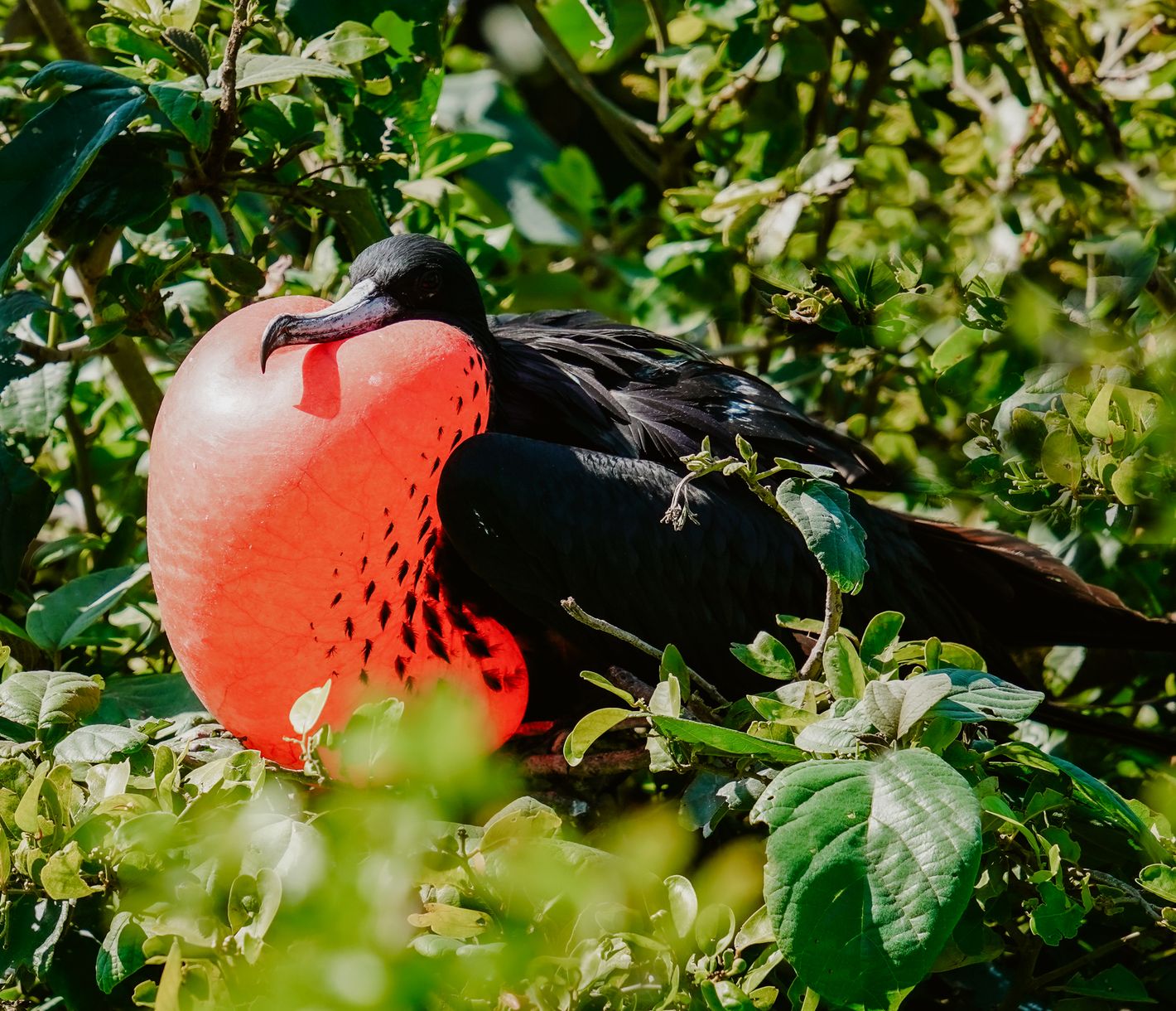 Fregattvogel auf der Pacheca-Insel
