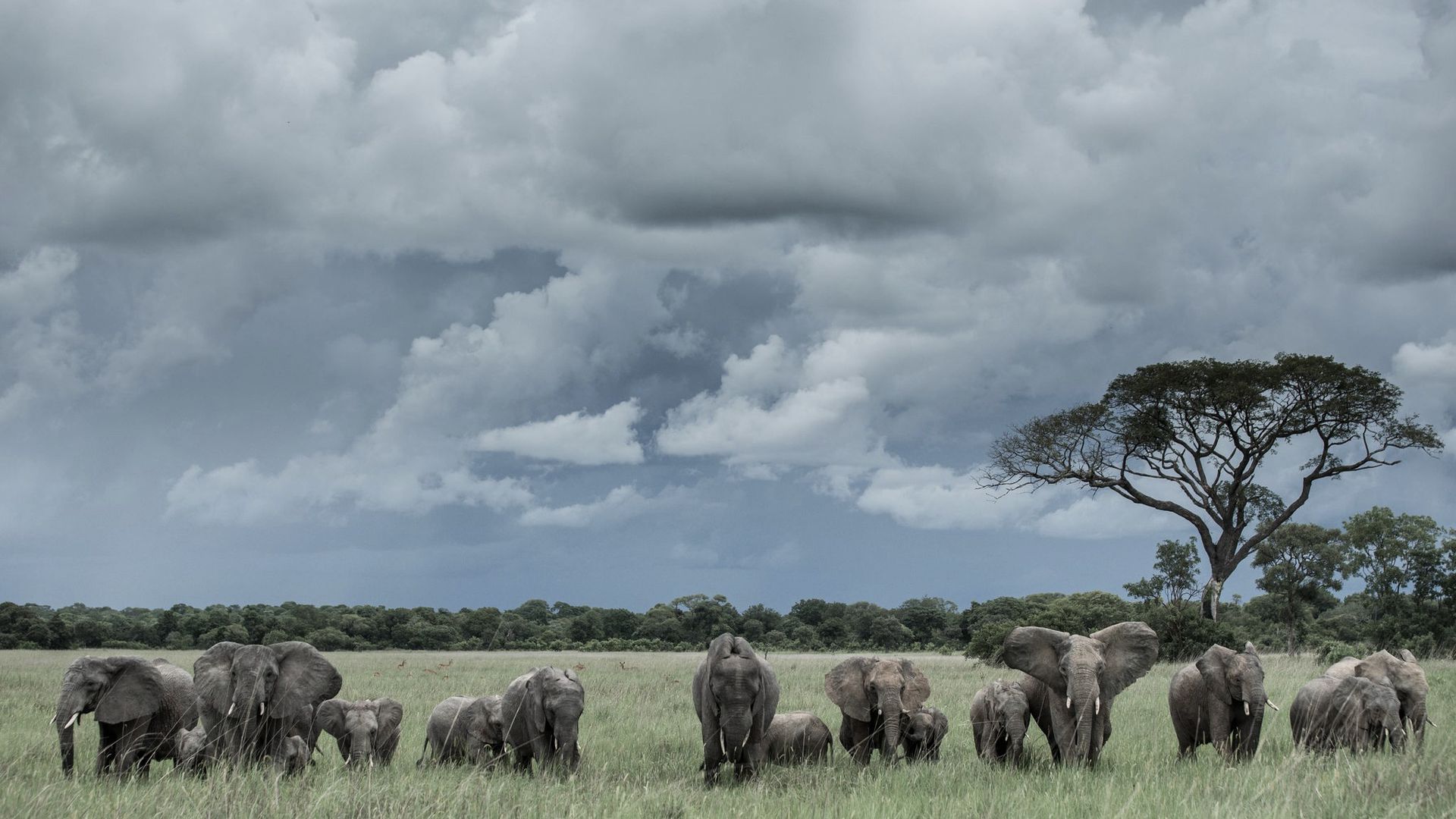 Les éléphants dans le Parc National de Kafue