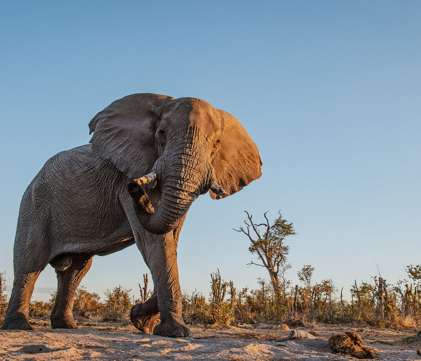 Elefant aus der Bodenperspektive