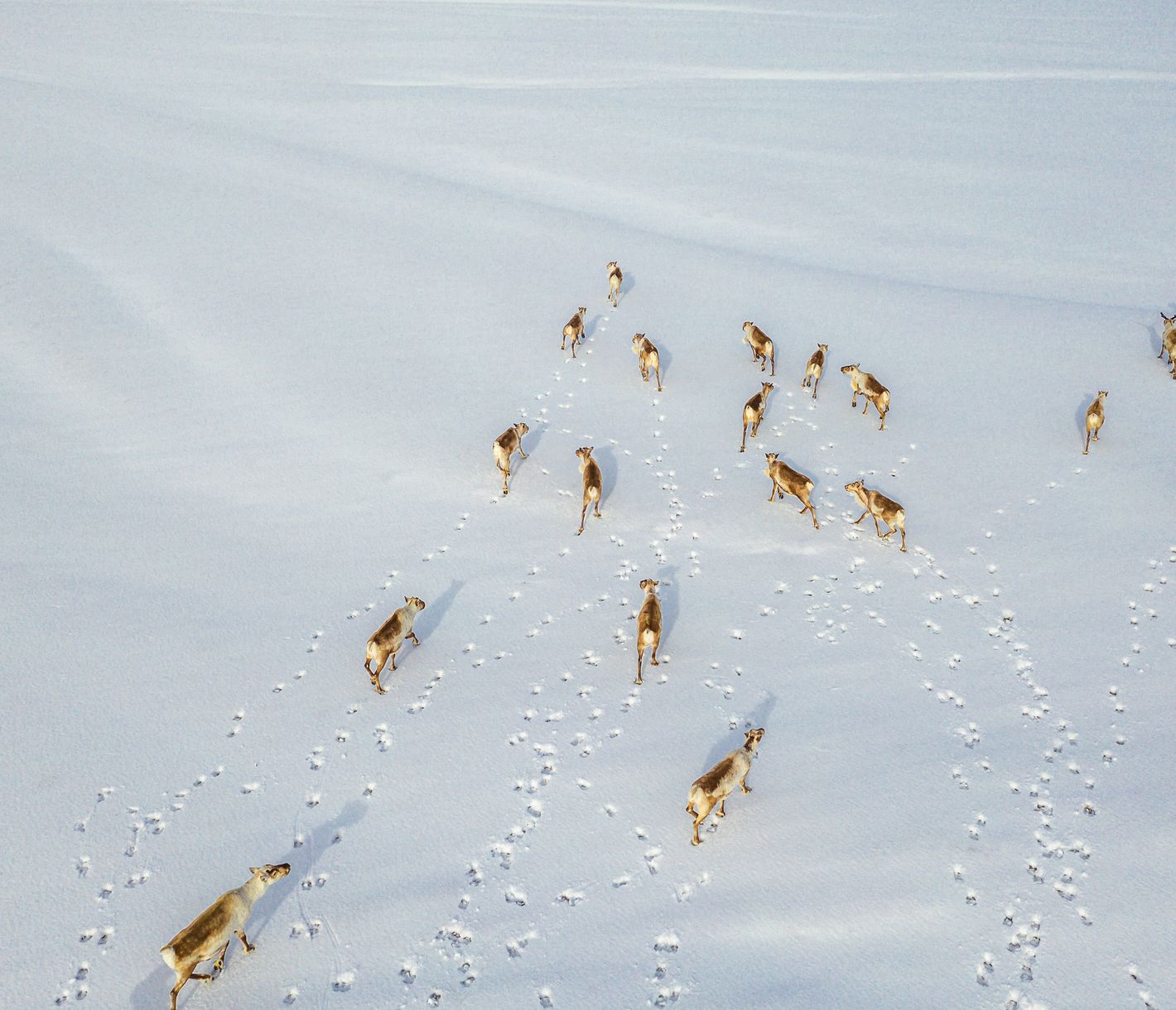 Eine Rentierherde in der wunderbar verschneiten Winterlandschaft!