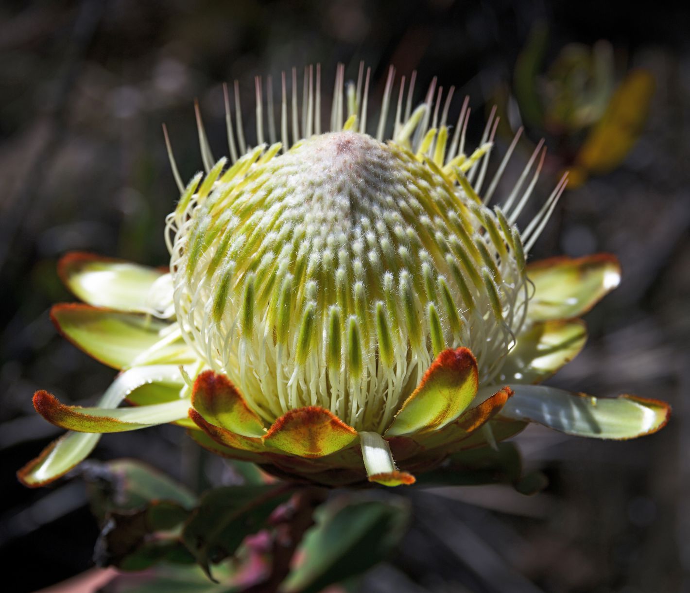 Die vielfältige Flora am Kilimandscharo beinhaltet auch Proteas.