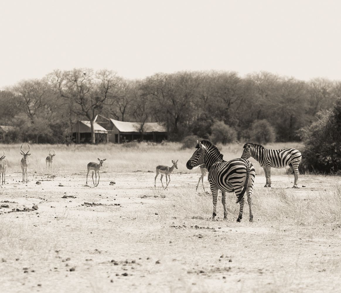 Rhino Plains Camp, Zebras und Impalas vor dem Camp