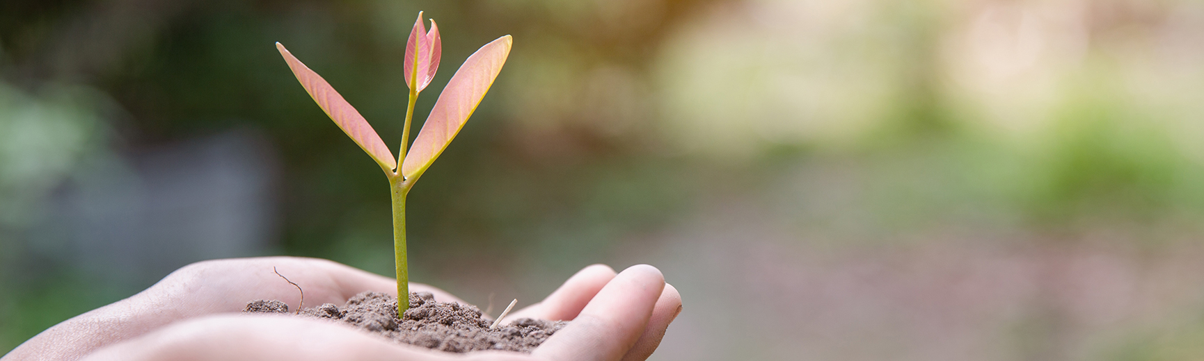Handfläche mit Pflanze