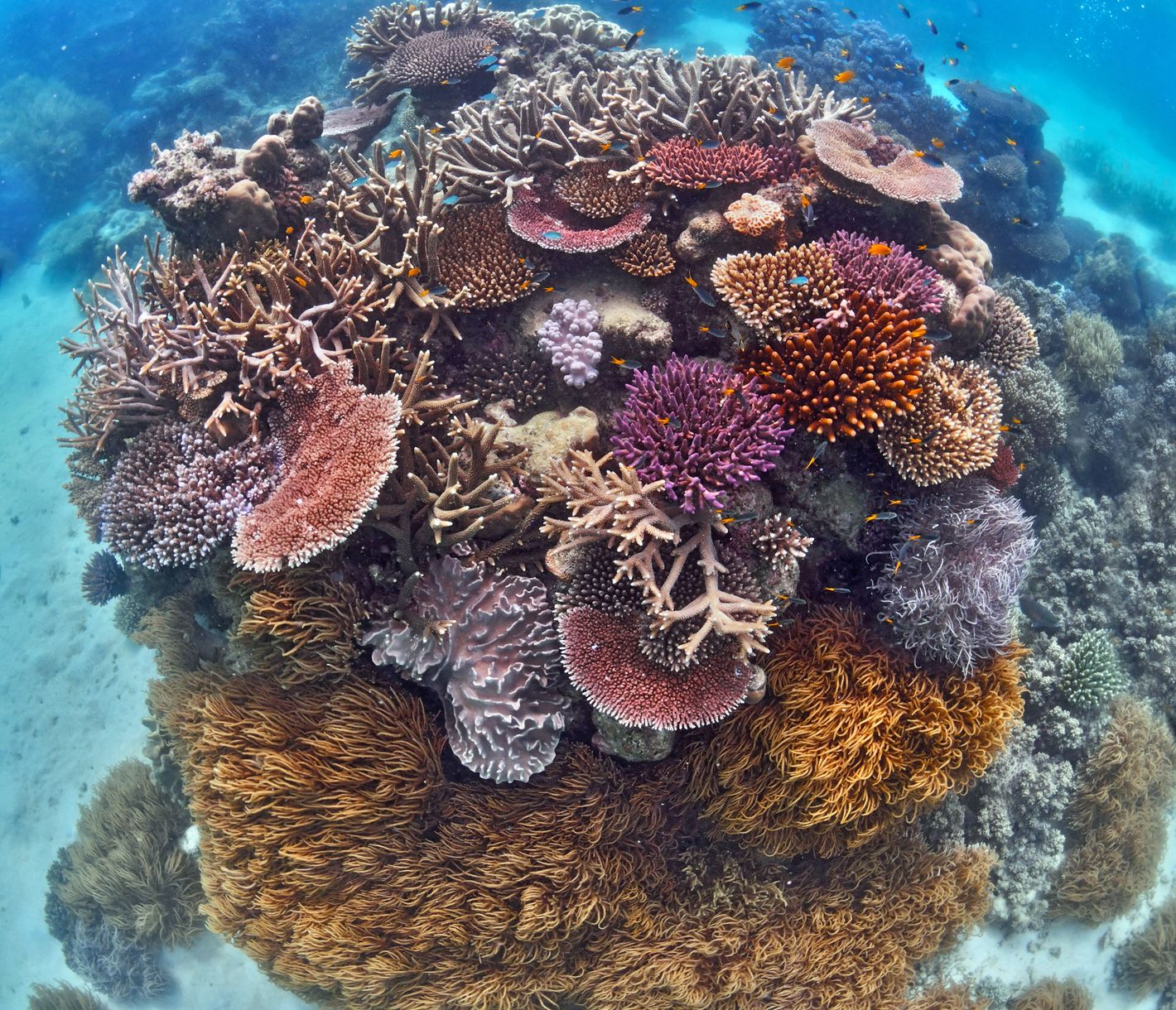 Great Barrier Reef