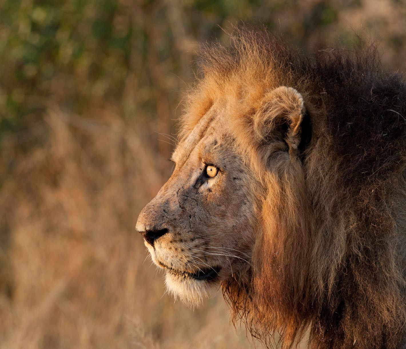 Männlicher Löwe im Kruger-Nationalpark beobachtet das Geschehen