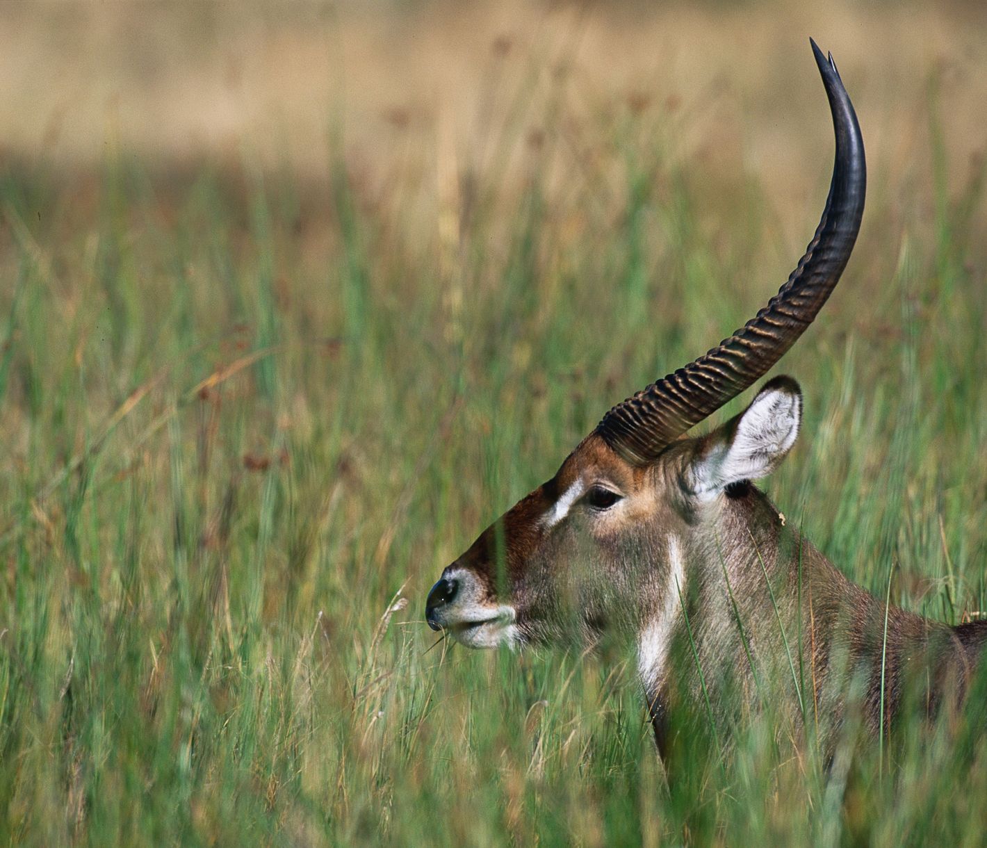 Un waterbuck dans les hautes herbes de la réserv ede Moremi