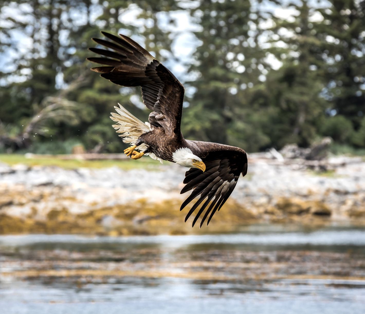 Pygargue à tête blanche