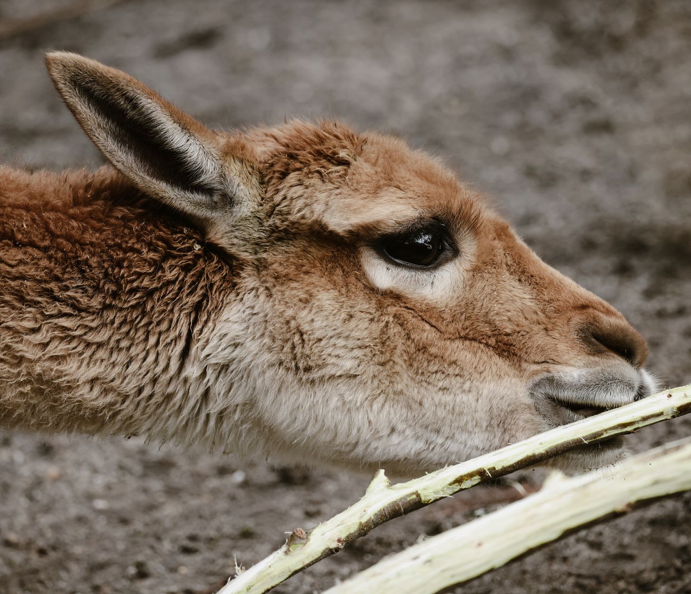 Vicuñas ernähren sich fast ausnahmslos von dem harten, trockenen Gras der Atacama-Wüste.