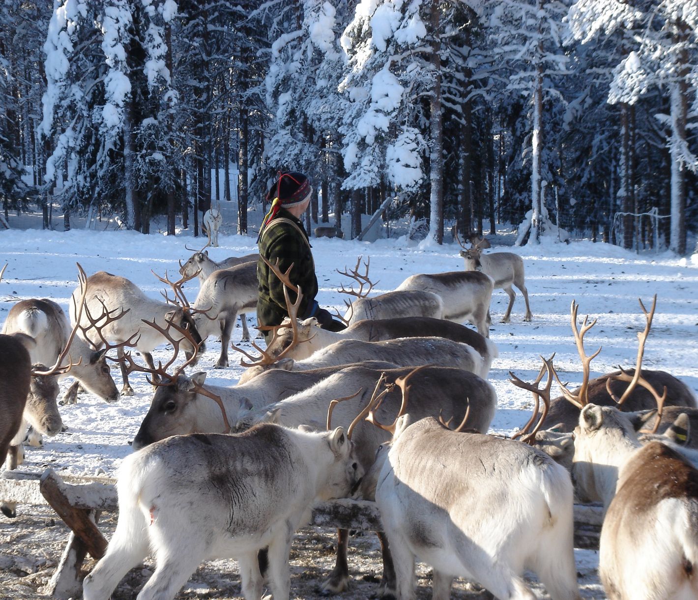 Besuch auf einer Rentierfarm