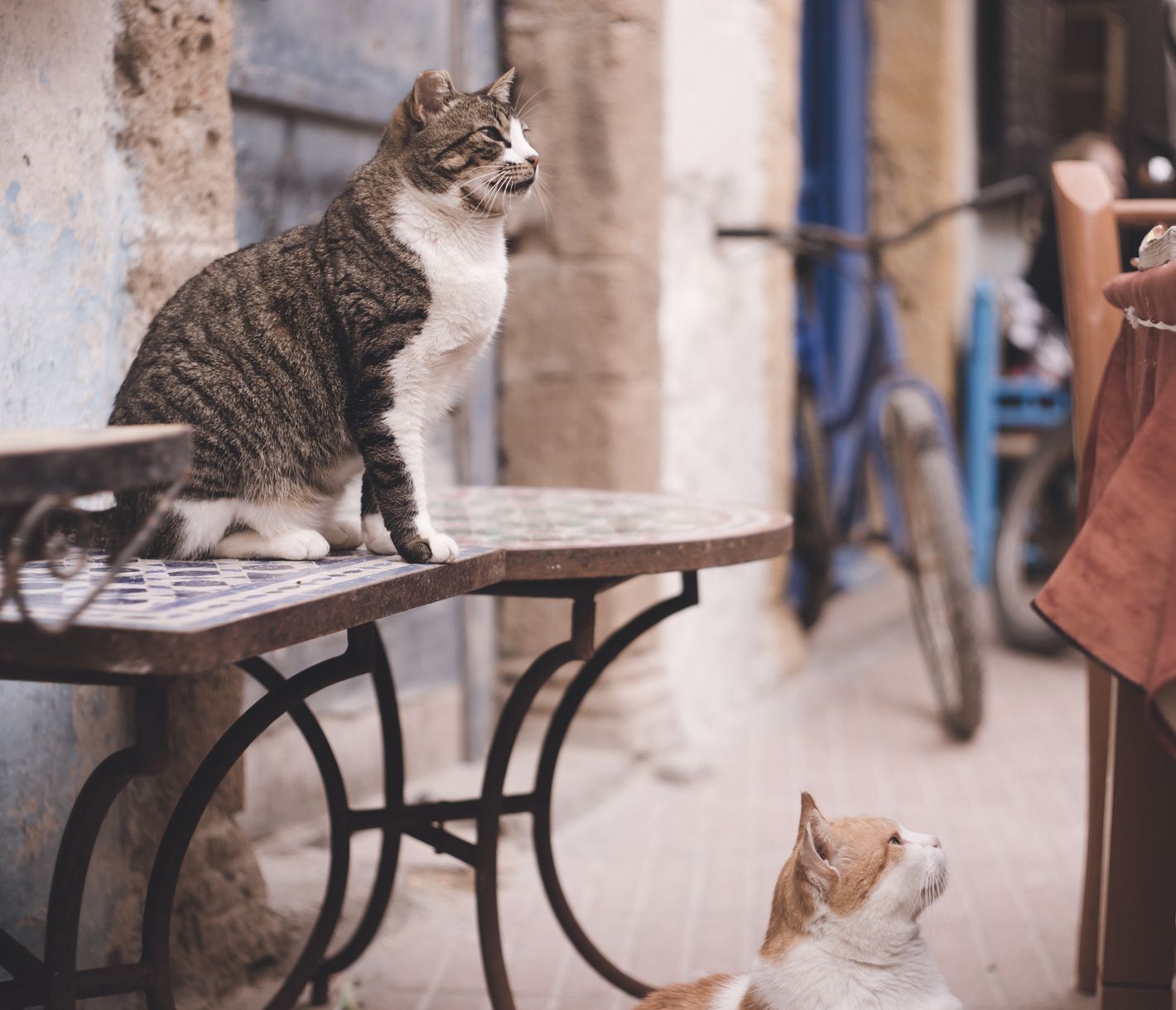 Essaouira, Strassenkatzen
