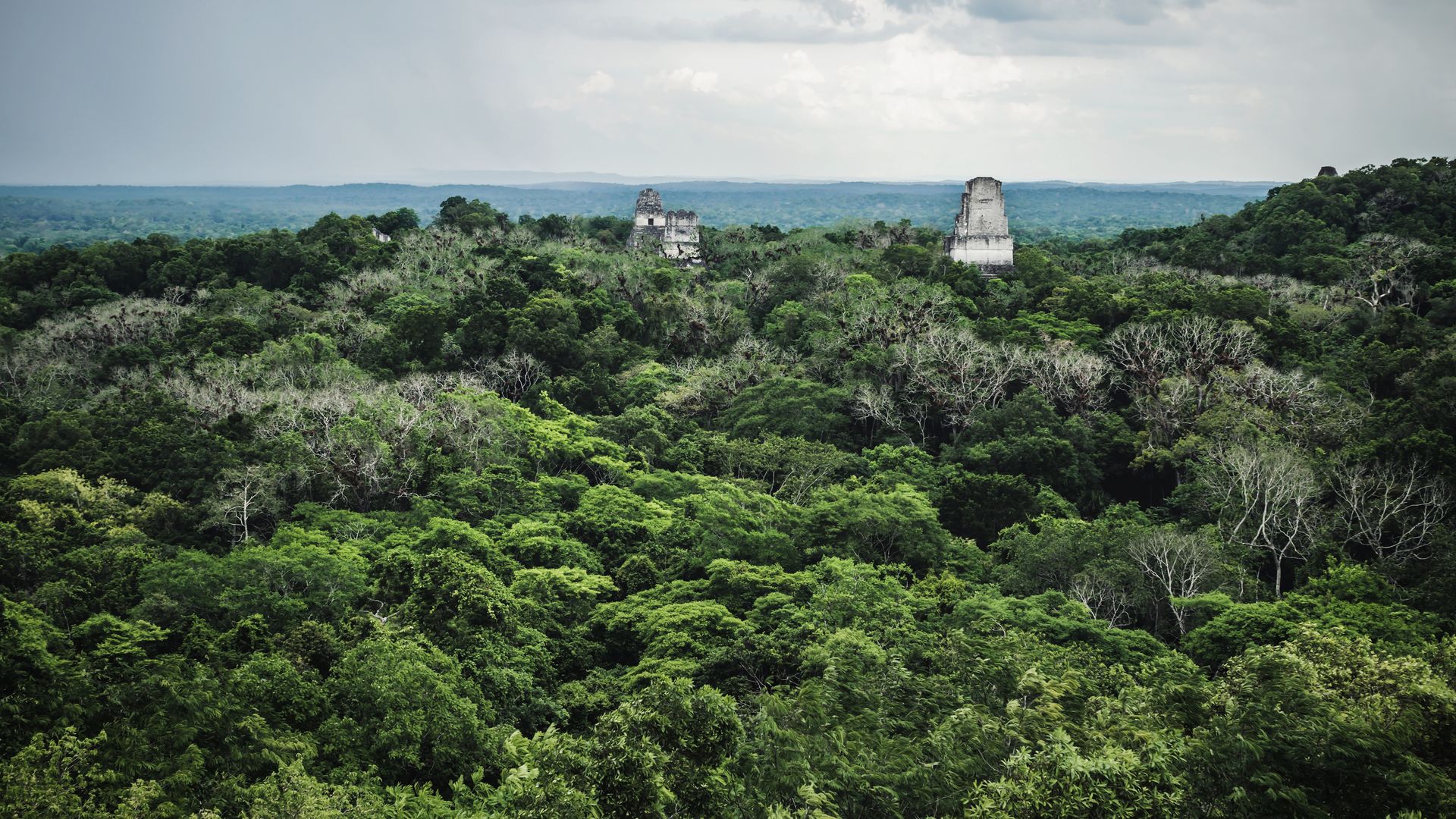 Tikal – wenn der Dschungel unter Ihren Füssen erwacht.