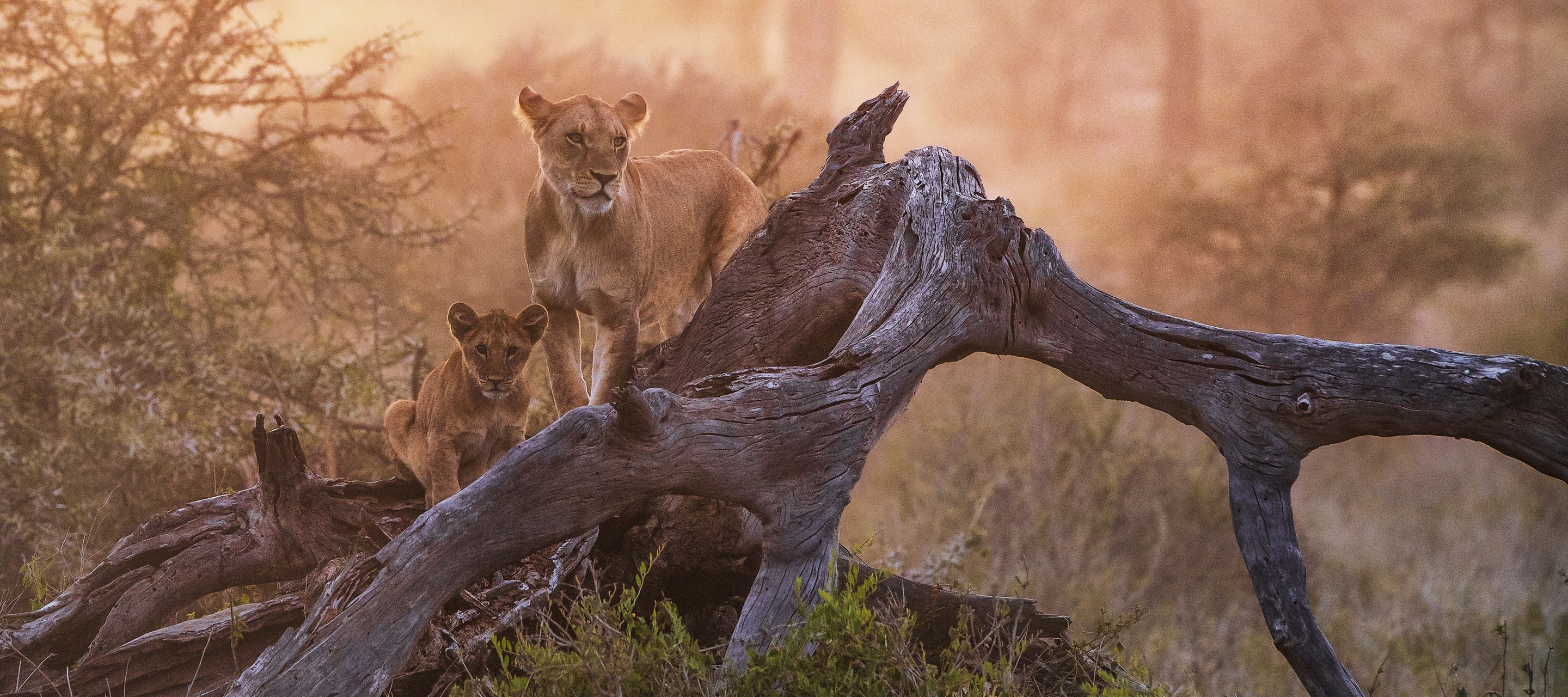 Der König – oder besser die Königin – der Tiere bei Sonnenuntergang in der Serengeti