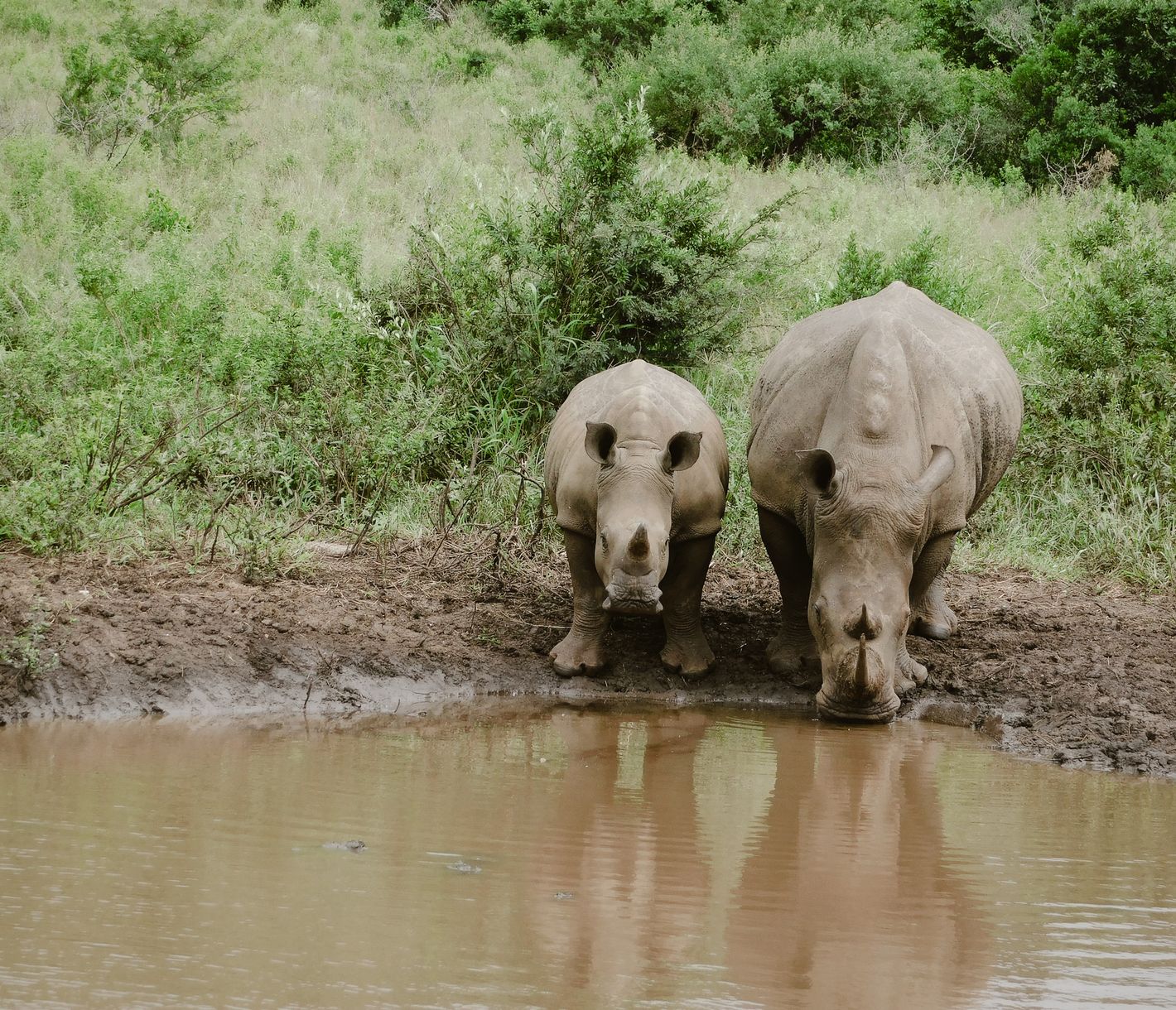 Das Hluhluwe-Wildreservat ist bekannt für seine Population von Breitmaul- und Spitzmaulnashörnern