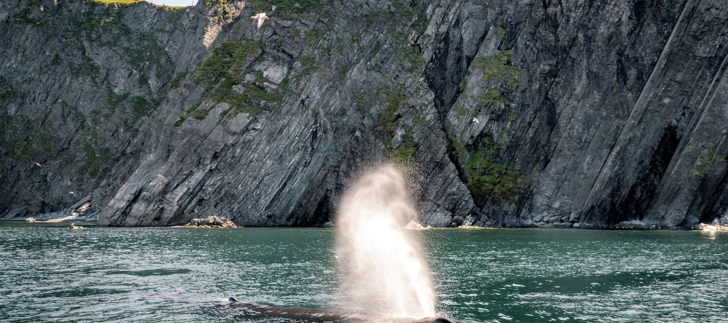 Le terrain de jeu des géants des mers