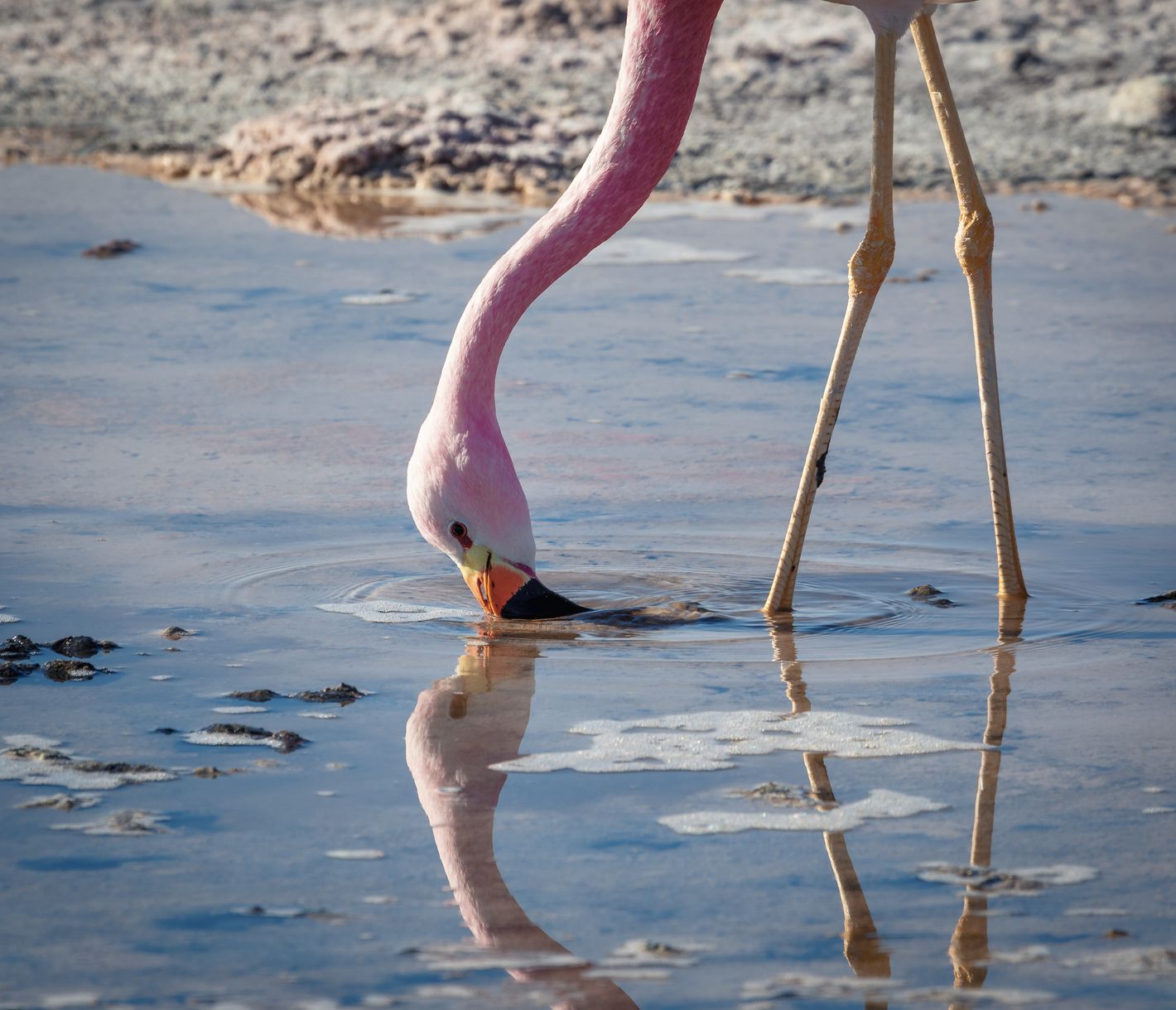 Pinke Farbtupfer in der Wüste