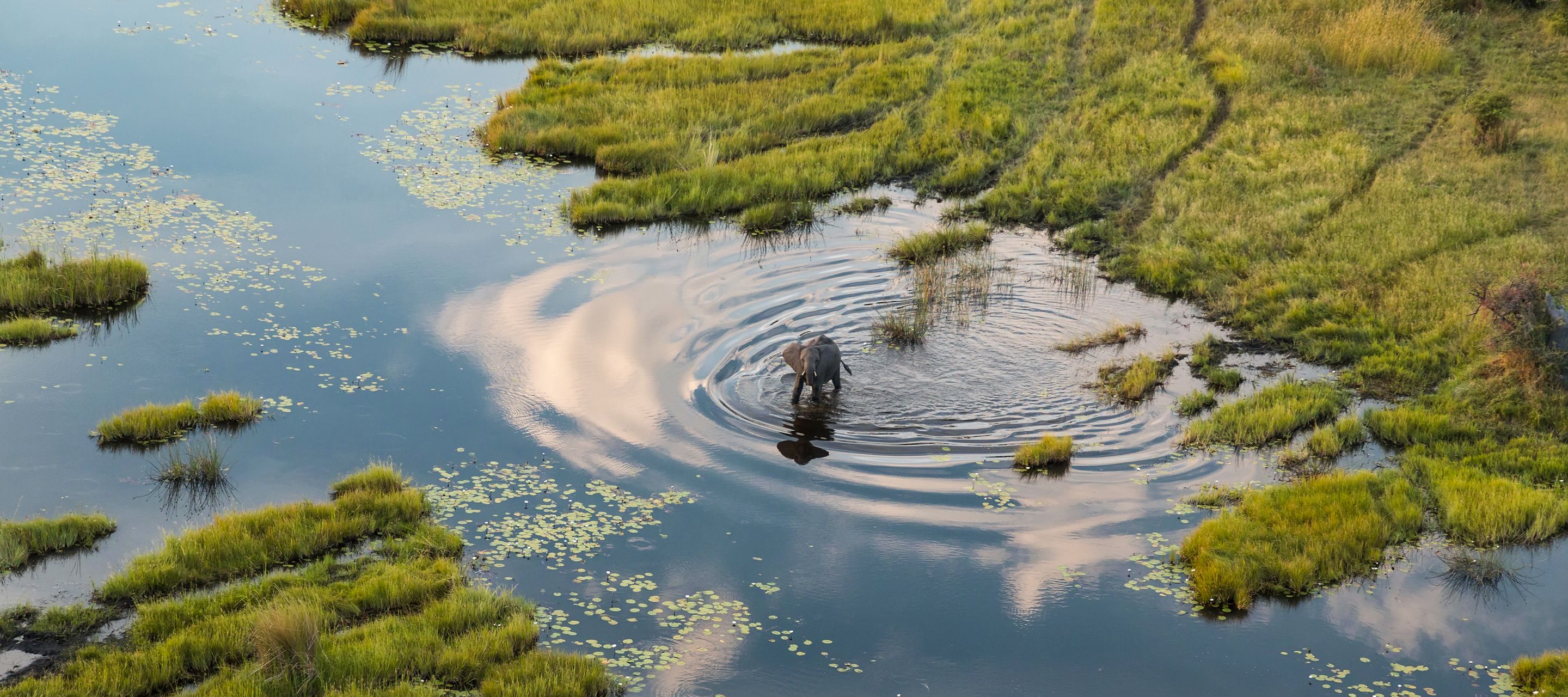 Elefant aus der Vogelperspektive