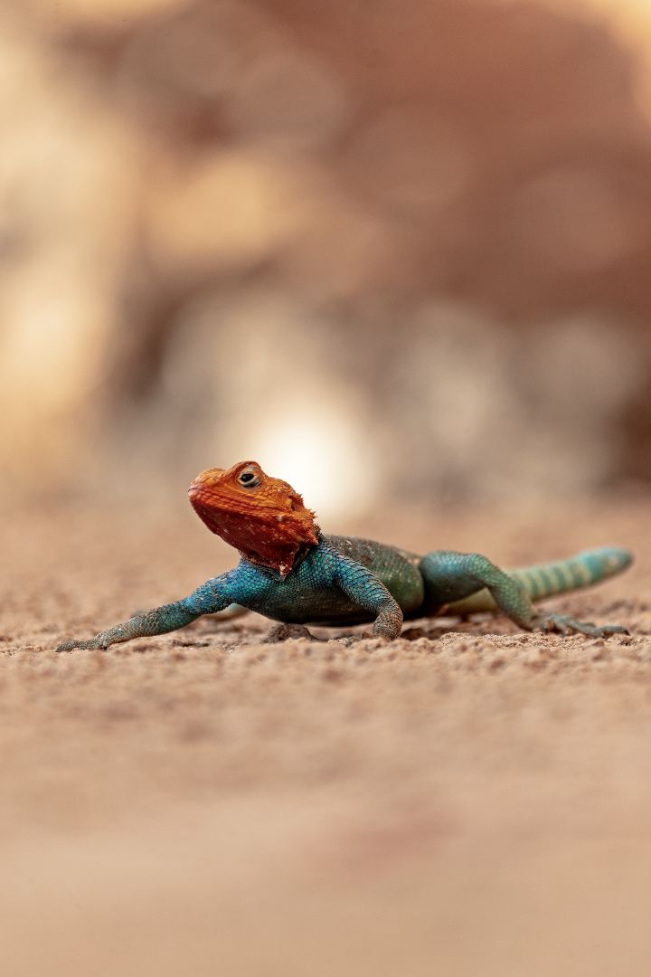 Farbenprächtige, männliche Siedleragame im Tsavo-West-Nationalpark