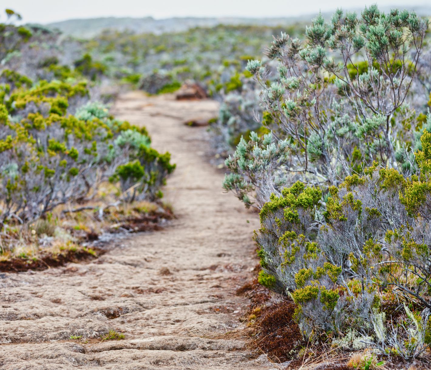 Wanderweg durch die Buschlandschaft beim Roche Écrite, einem Berggipfel auf La Réunion.