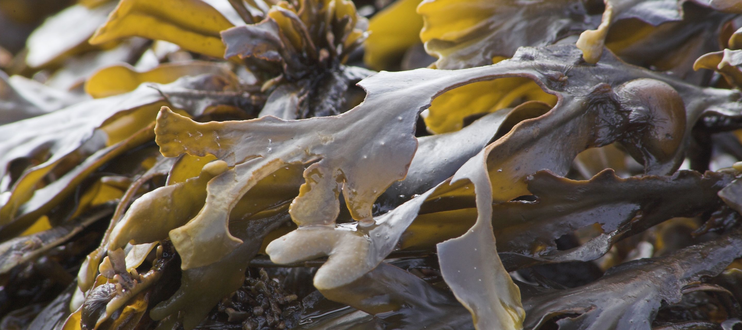 Les algues et leurs vertus