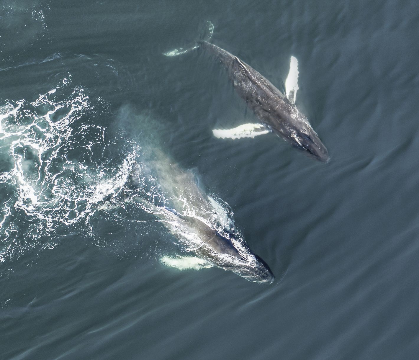 Einfach unvergesslich! Dank einer Walbeobachtungstour können Sie den Giganten der Meere ganz nah kommen.